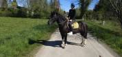 Poney ONC pie noir