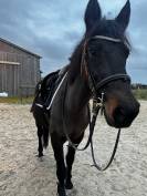 Ponette &agrave; vendre 