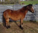 Diane de Cond&eacute;, pleine de Raboliot d'Arquetan 