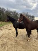 Opportunit&eacute; poulain SF belle lign&eacute;e 