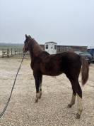 Opportunit&eacute; poulain SF belle lign&eacute;e 