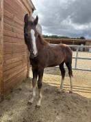 Opportunit&eacute; poulain SF belle lign&eacute;e 