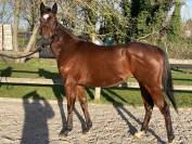 Jument pur-sang - 4 ans