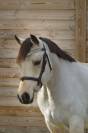 Ponette &agrave; vendre welsh par bred   Isabelle 