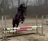 Magnifique jument de 7 ans, +- 1m65, Westphalienne 