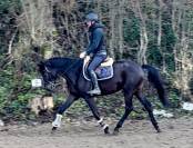 Magnifique jument de 7 ans, +- 1m65, Westphalienne 