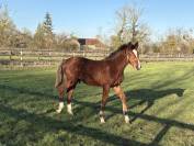 Magnifique poulain SF 