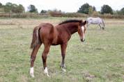 Magnifique poulain SF 