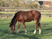 Magnifique poulain SF 