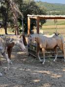 &Eacute;talon DSA palomino