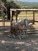 &Eacute;talon DSA palomino