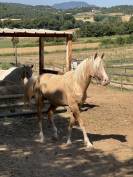 &Eacute;talon DSA palomino