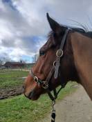 Pur sang r&eacute;form&eacute; des courses Id&eacute;al loisirs chasse