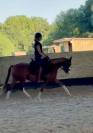 Ponette belge 4 ans dressage/polyvalente