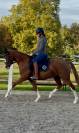 Ponette belge 4 ans dressage/polyvalente