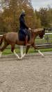 Ponette belge 4 ans dressage/polyvalente