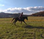 ENSEIGNANT D' EQUITATION