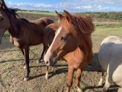 Belle ponette Welsh de 3 ans