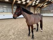 Ruin Selle Fran&ccedil;ais Te koop 2021 Donker bruin / bai ,  CANTURANO (DEU)