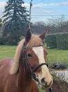 Ponette 4 ans Welsh part-bred