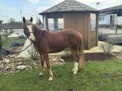 Ponette 4 ans Welsh part-bred