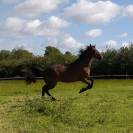 Trotteur Fran&ccedil;ais de 11 ans