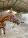 cheval sf a vendre