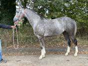 cavalier jeunes chevaux 3-4-5 ans