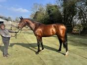 cavalier jeunes chevaux 3-4-5 ans