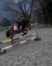 A vendre magnifique ponette 1m42 polyvalente