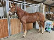 Jument franche-montagne 