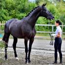 Superbe poulain dressage 