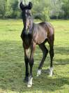 Superbe poulain dressage 