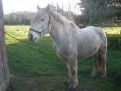 Cheval Boulonnais
