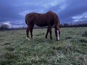 Pension des Ternes - Nord-est de la Creuse