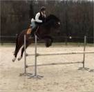 &Agrave; vendre jument SF, de CSO polyvalente & exp&eacute;riment&eacute;e