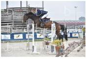 Cheval de sport - Hongre bai de 8 ans  Zangersheide