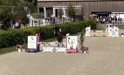 Cheval de sport - Hongre bai de 8 ans  Zangersheide