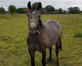 Hongre Connemara 2 ans