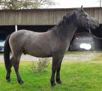 Hongre Connemara 2 ans