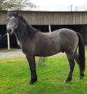 Hongre Connemara 2 ans