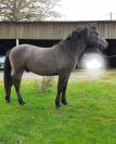 Hongre Connemara 2 ans