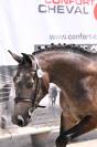 Hongre Connemara 2 ans