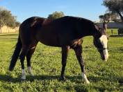 Jument Quarter Horse A vendre 2021 Bai brun par COLONEL SHINING GUN