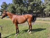 Venta de pony D de Salto