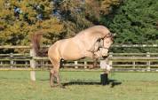 SHINEGRO CH - AES Champagne LICENSED STALLION 