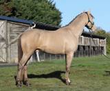 SHINEGRO CH - AES Champagne LICENSED STALLION 