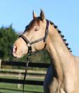 SHINEGRO CH - AES Champagne LICENSED STALLION 