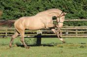 SHINEGRO CH - AES Champagne LICENSED STALLION 