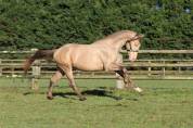 SHINEGRO CH - AES Champagne LICENSED STALLION 